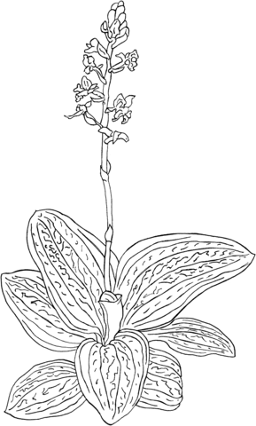 Ludisia Discolor Or Black Jewel Orchid Coloring Page